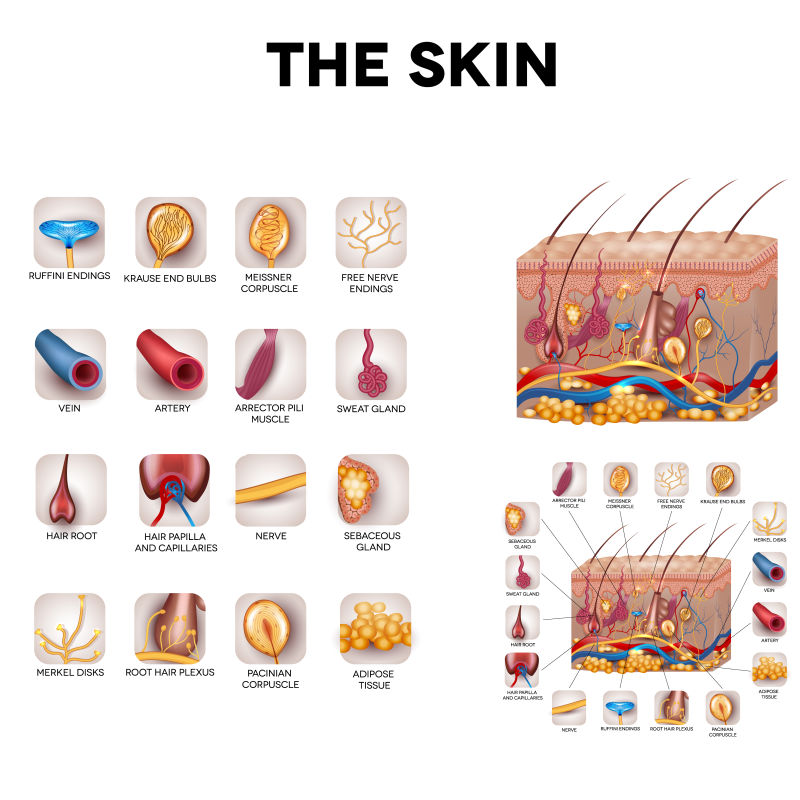 皮肤和皮肤结构的矢量组成部分
