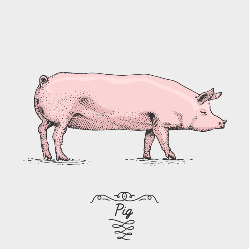 创意矢量手绘猪的卡通插图