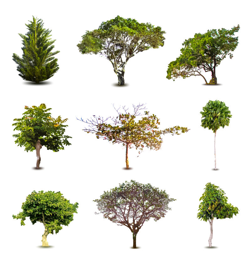 不同形状和品种的矢量绿色树木