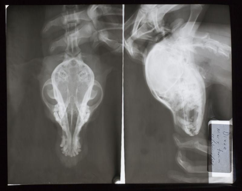 动物头部骨骼x射线片子