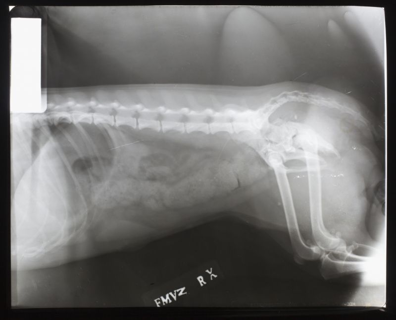 腹部脊椎x射线片子