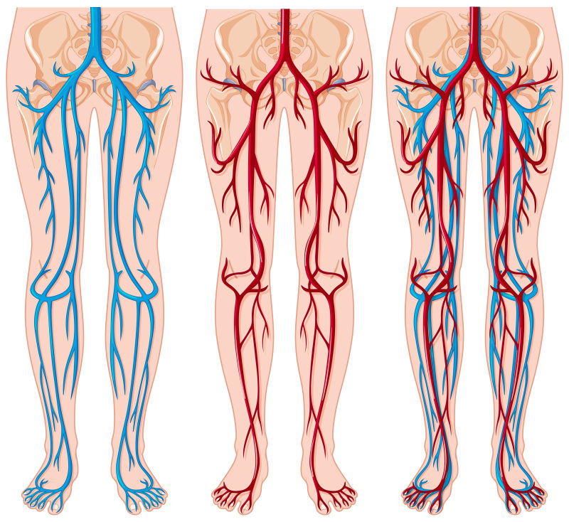 人体血管图矢量设计