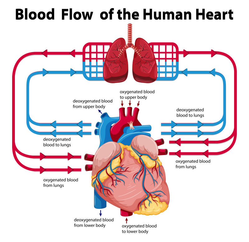 心脏血流矢量示意图设计