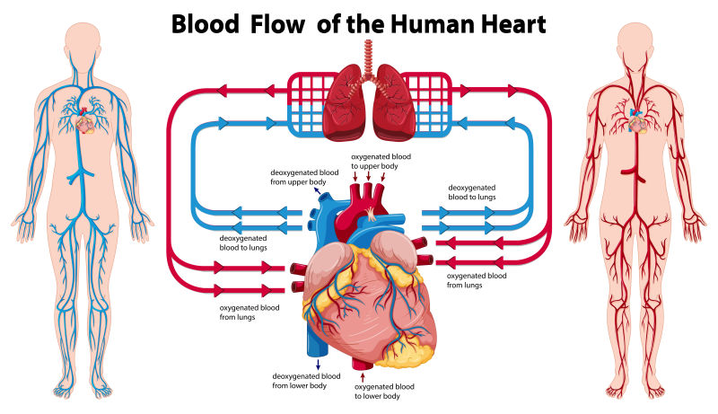 矢量的人体心脏血流图
