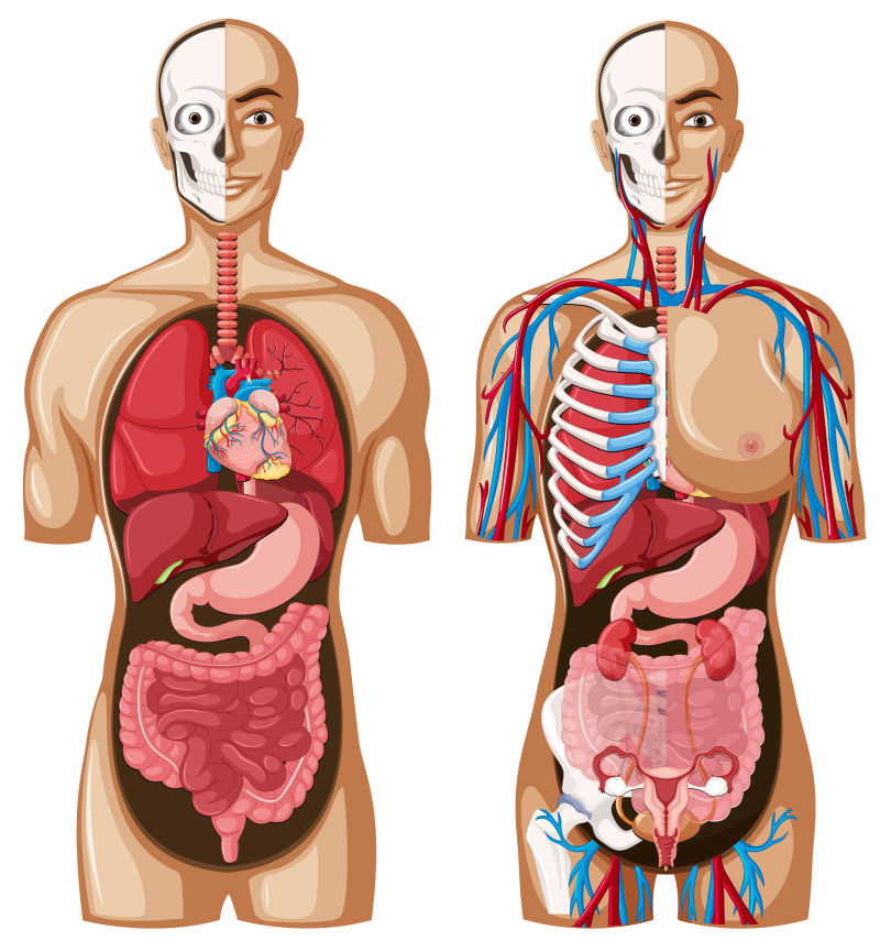人体解剖模型矢量插图
