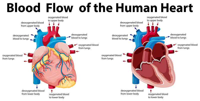 人体心脏示意图矢量设计