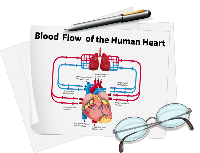 人体心脏血流图矢量设计