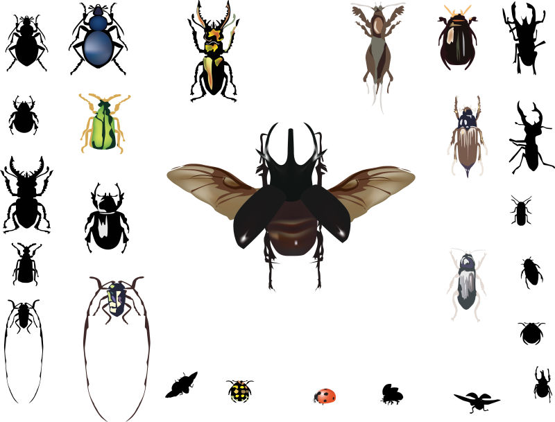 矢量不同品种的各式昆虫