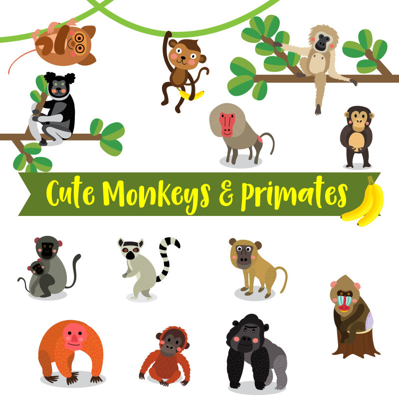 矢量卡通可爱的猴子和灵长类动物