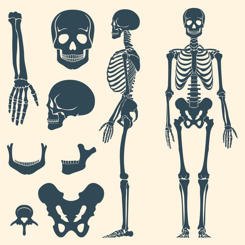 人体骨骼骨架剪影矢量