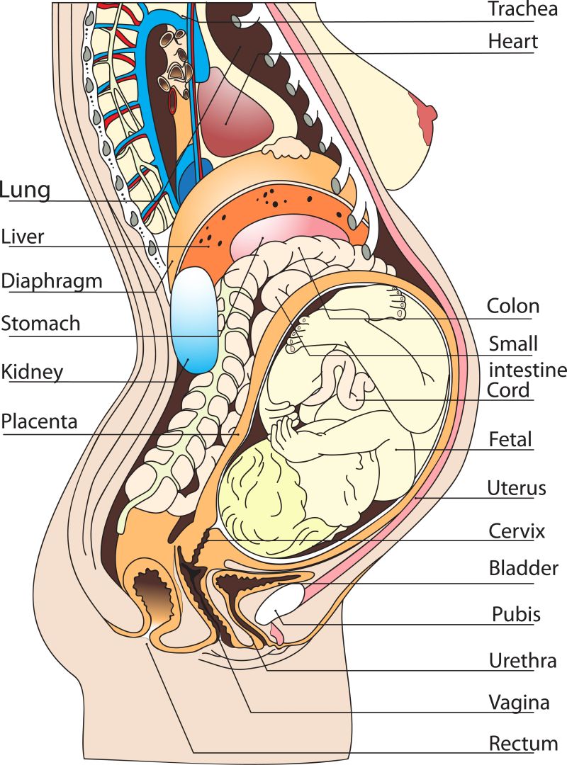 抽象矢量孕妇的解剖科学示意图