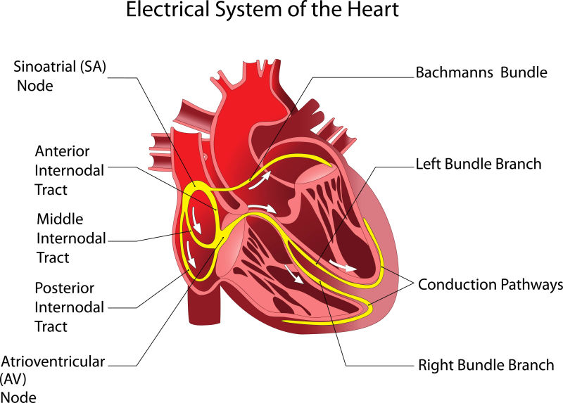 创意矢量心脏的科学解剖平面图