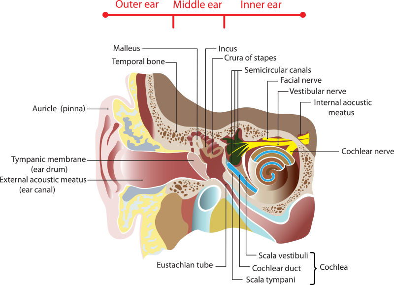 抽象矢量耳道的科学示意图