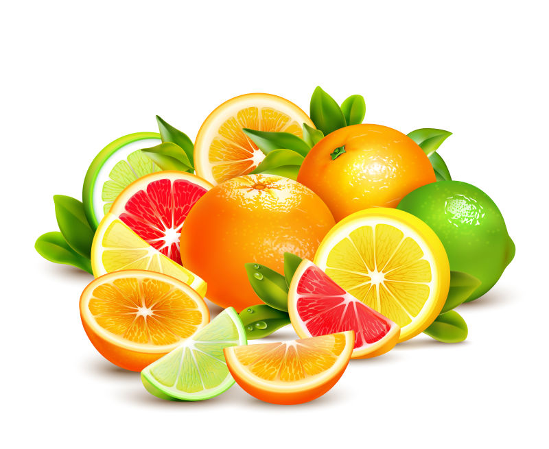 创意矢量细线的柑橘类果实插图