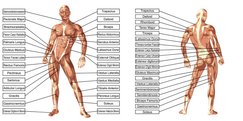 矢量肌肉解剖讲解