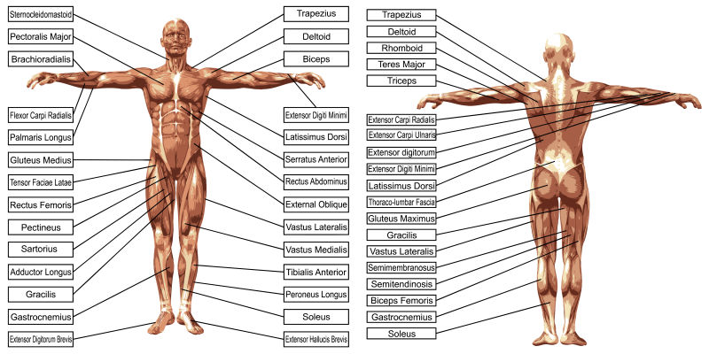 矢量矢量三维人体肌肉解剖与文本分离讲解