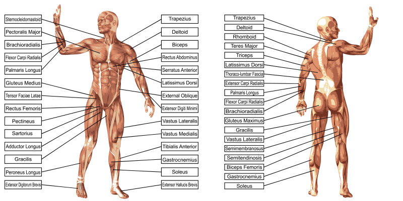 矢量人体肌肉解剖