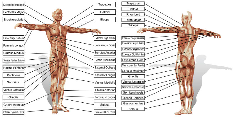 矢量三维人体肌肉解剖与文本分离