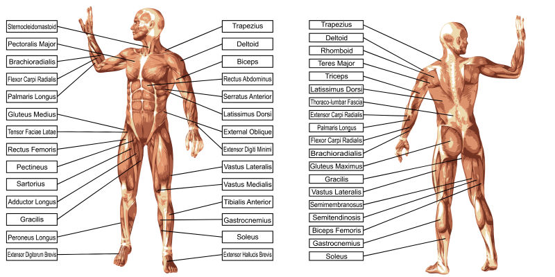 矢量基于白背景的文本三维人体肌肉解剖模型