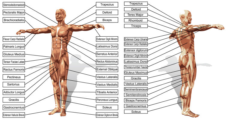 矢量三维人体肌肉解剖模型