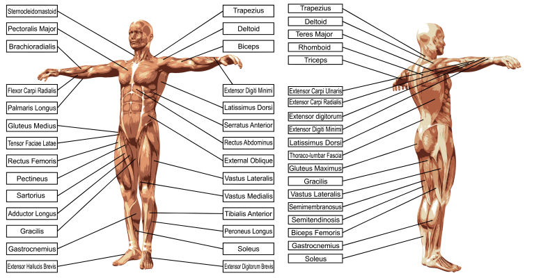 矢量三维人体肌肉解剖讲解