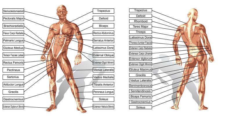 矢量肌肉解剖模型