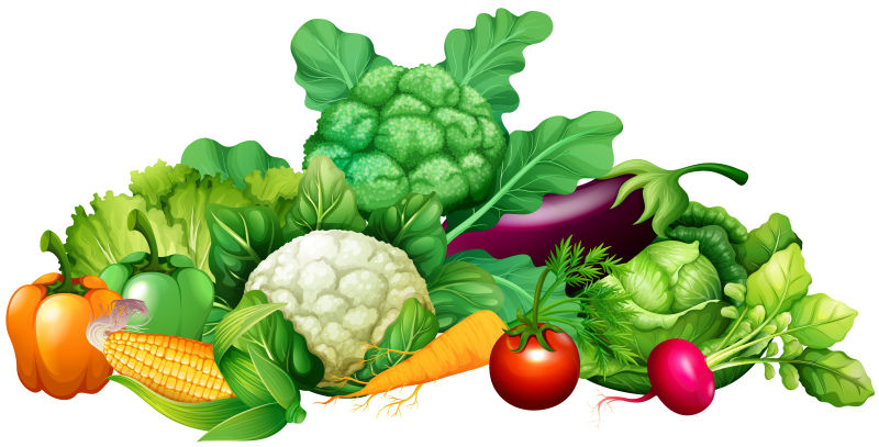 不同种类蔬菜矢量插图