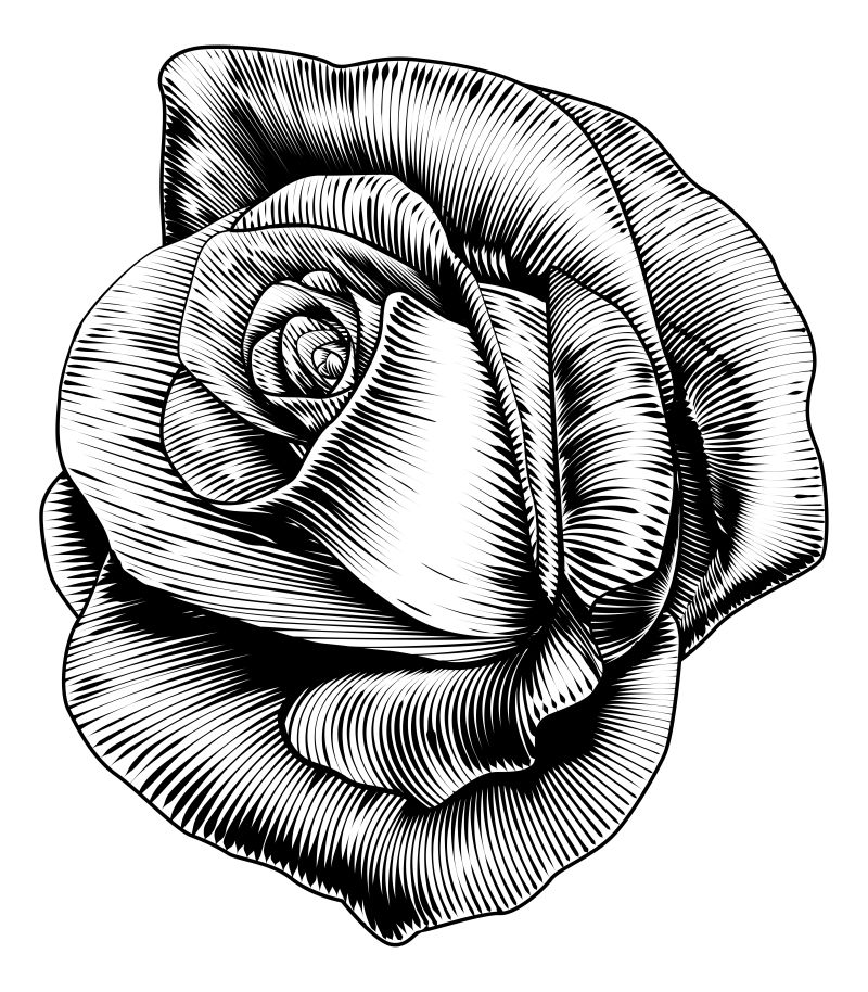 矢量的手绘玫瑰插图