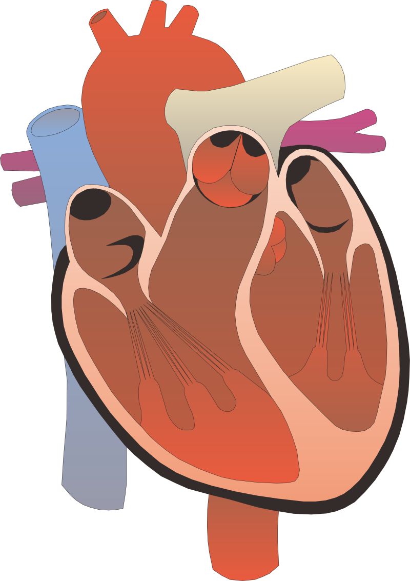 矢量的人类心脏插图设计