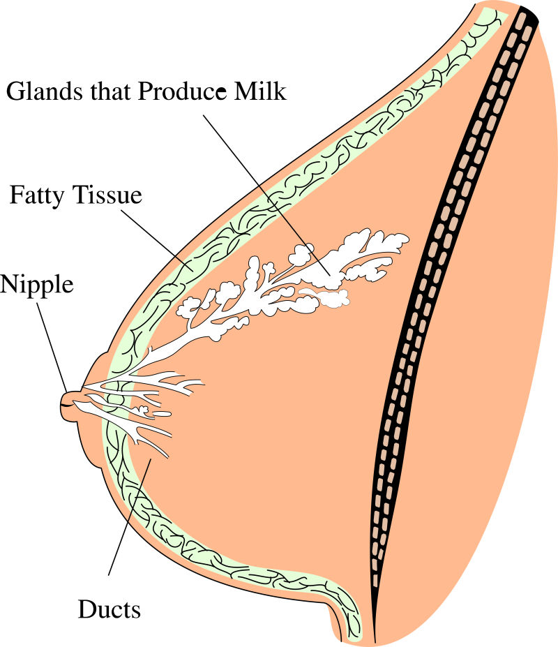 女性乳房插图矢量设计
