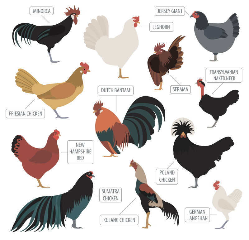矢量各式品种的鸡