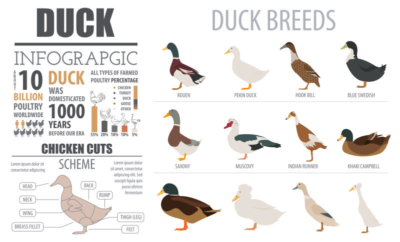 矢量养殖的不同品种的鸭