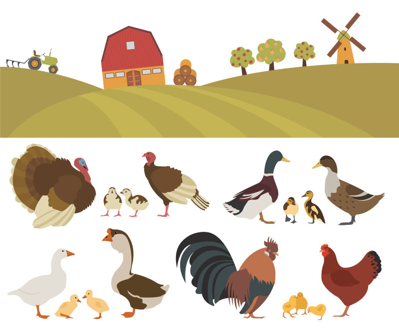 矢量的农场养殖的家禽