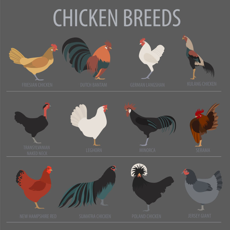 矢量养殖的不同种类的家禽鸡