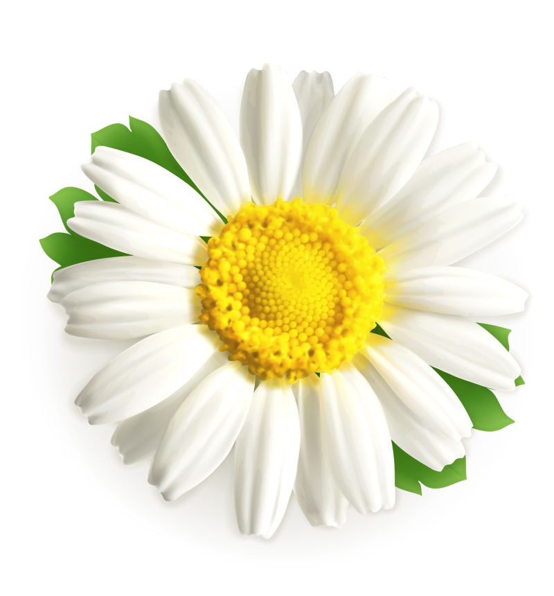 矢量美丽的白色菊花插图