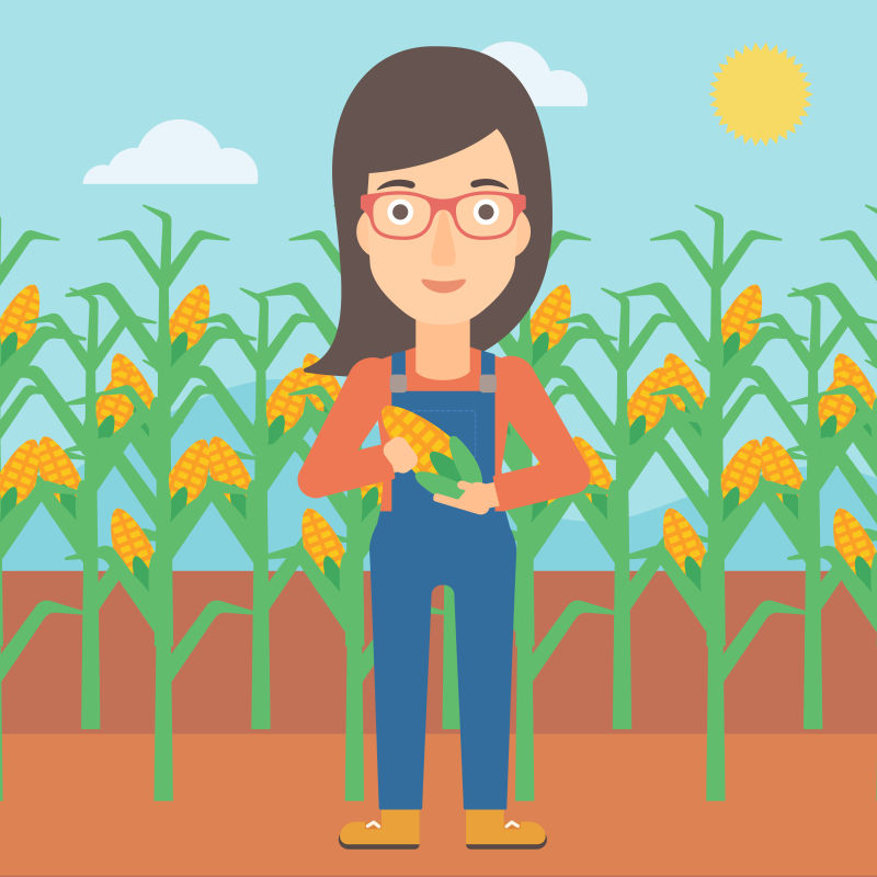 抽象矢量摘玉米的农民插图