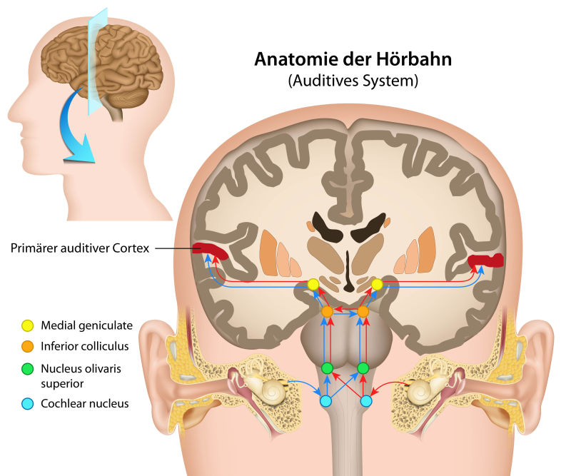抽象矢量人脑听觉系统示意插图