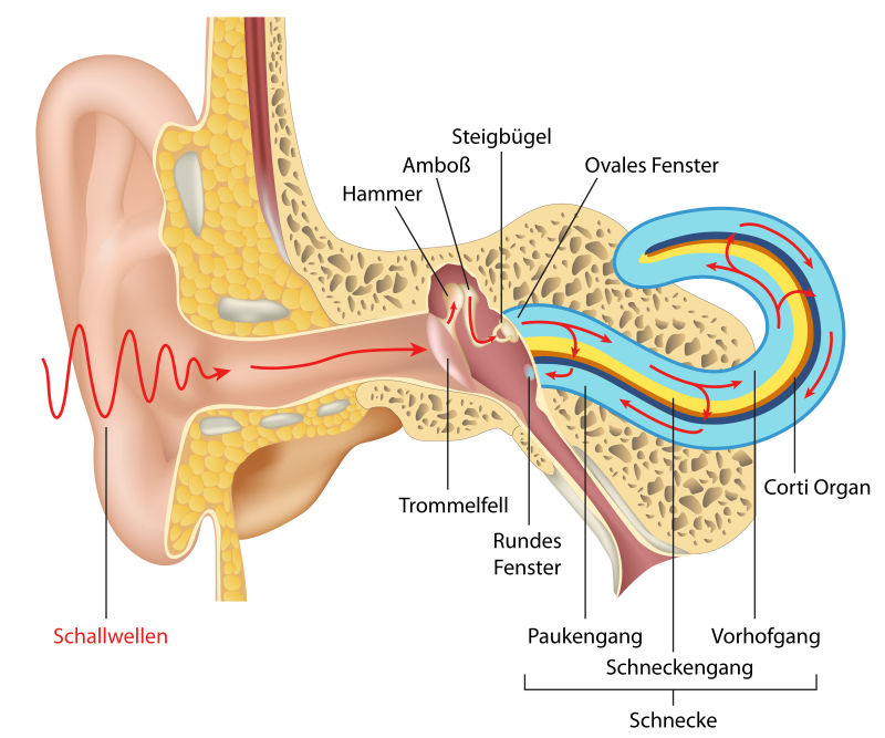抽象矢量人体耳道解剖插图