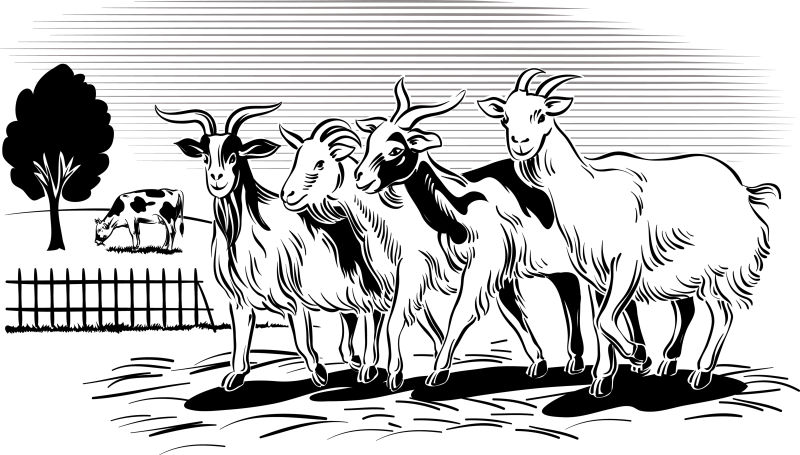 创意矢量农场中放牧归来的山羊插图设计
