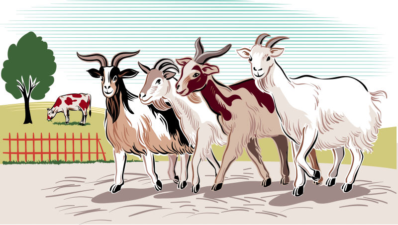 创意矢量卡通农场中的山羊插图