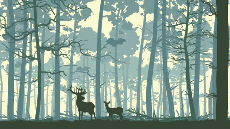 森林里的梅花鹿剪影矢量插图