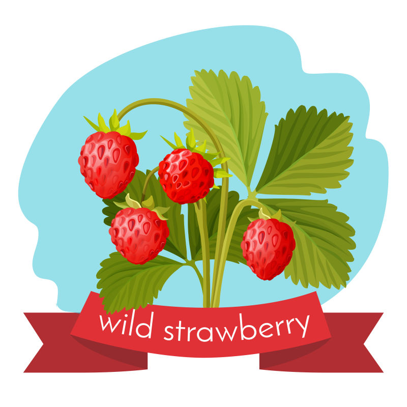 创意矢量野生草莓插图