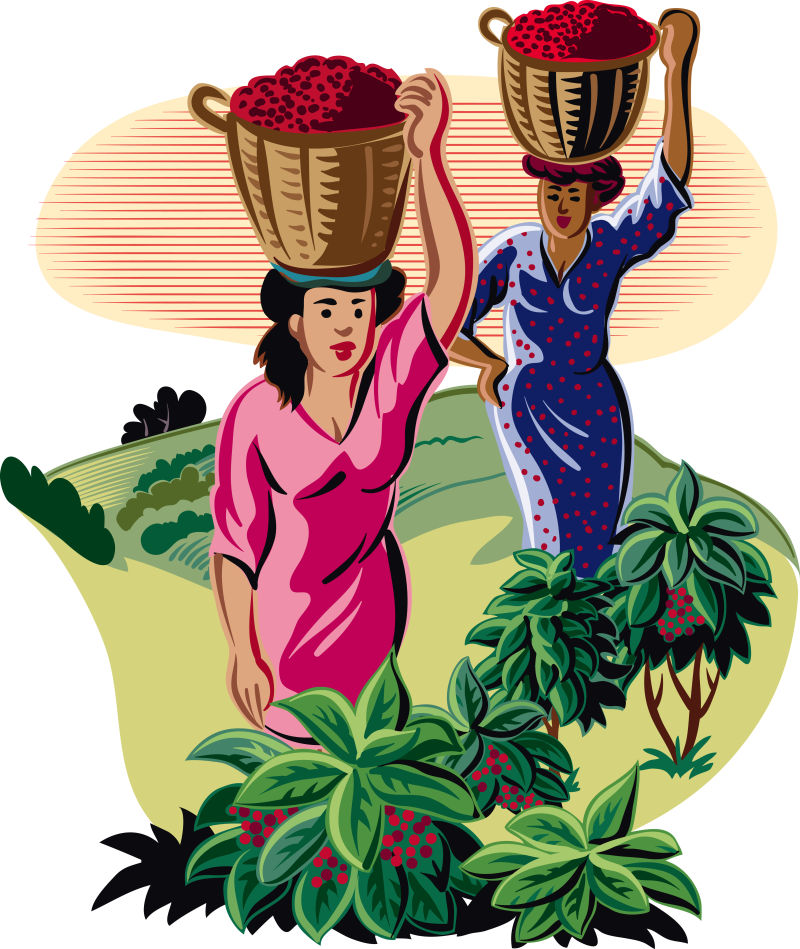 矢量种植咖啡的设计卡通插图