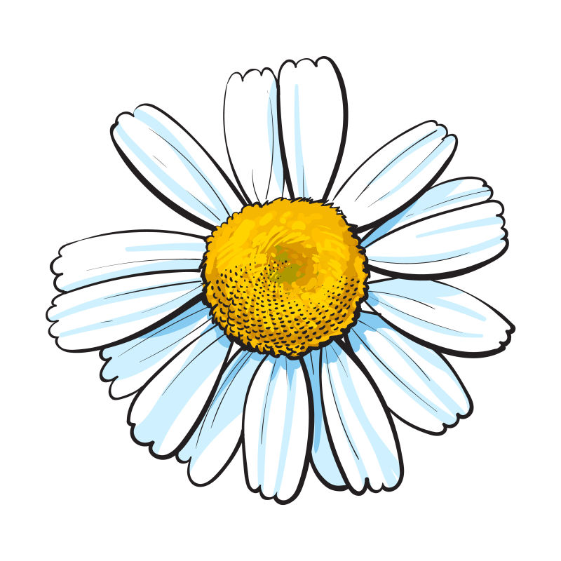 创意矢量手绘风格的雏菊插图