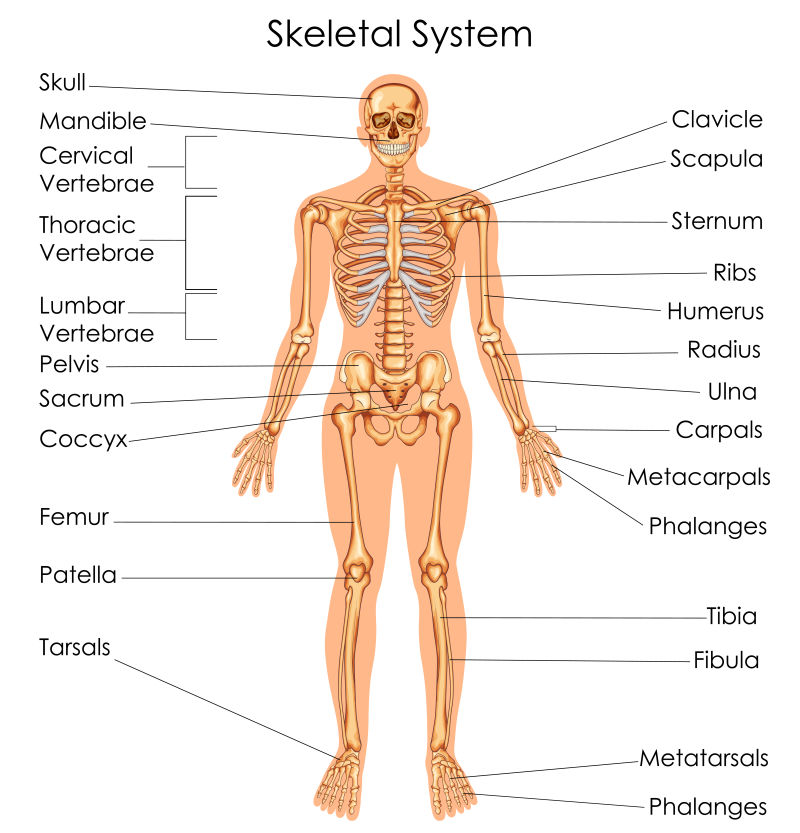 矢量人体骨骼信息图
