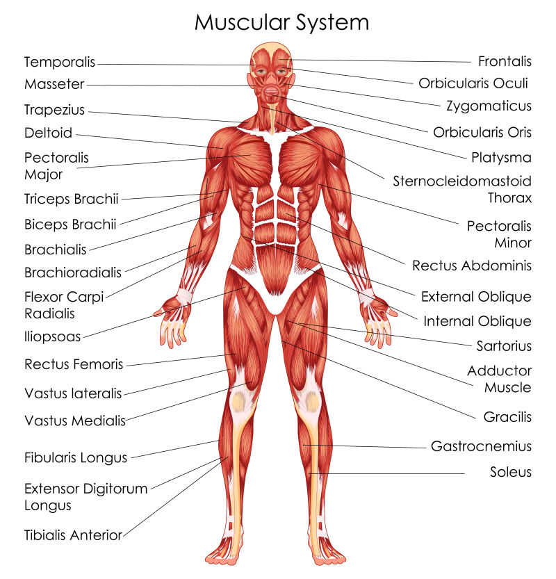 矢量人体肌肉医学教育图
