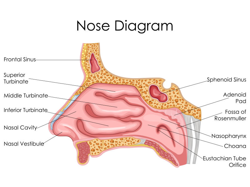矢量人体鼻子医学教育图