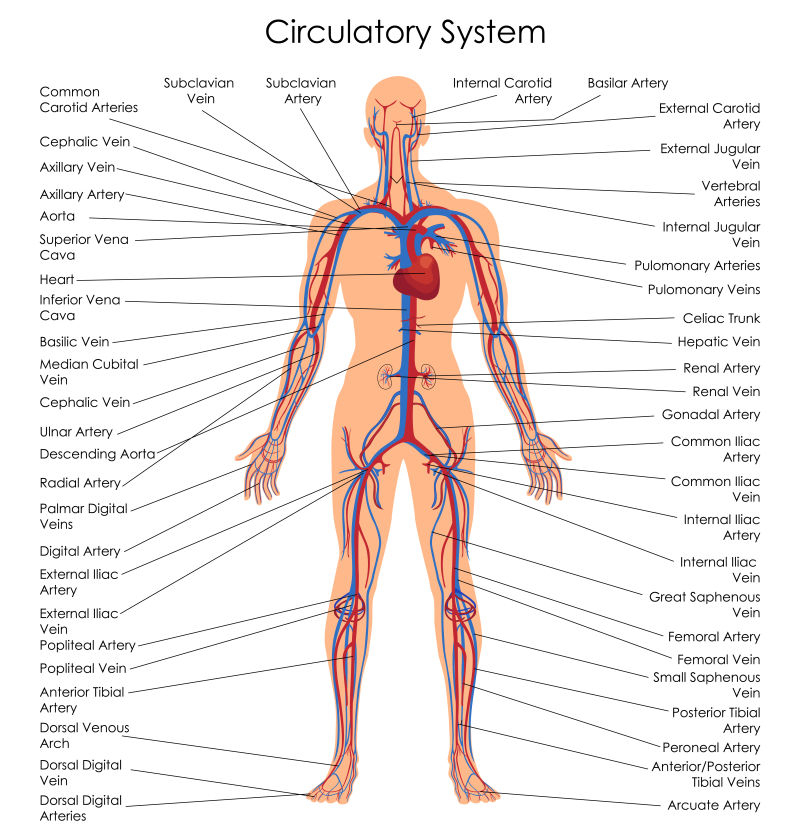矢量人体循环系统医学教育图