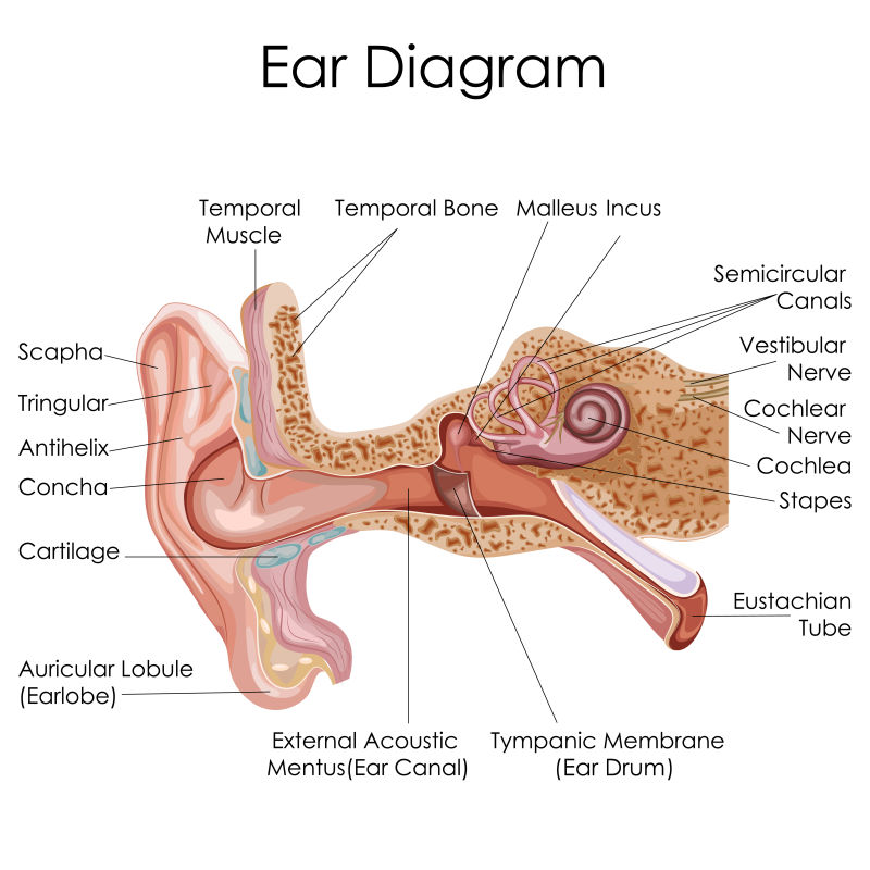 矢量人体耳朵解剖教学图