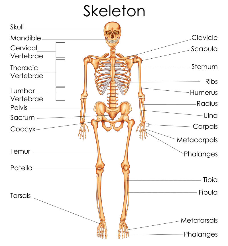 矢量人体骨骼医学教育图